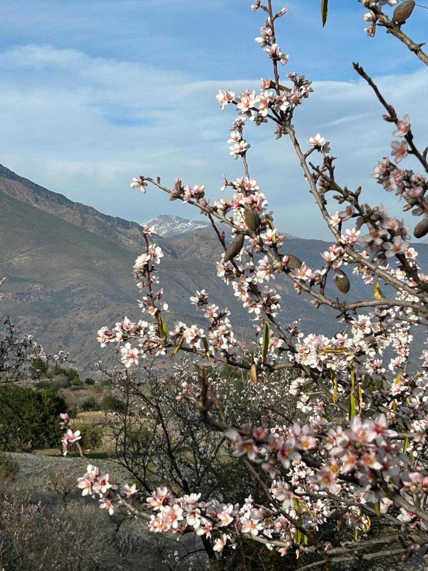 Cortijo Vacas Gordas B&B Castell de Ferro Exterior photo